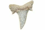 Mackerel Shark (Cretolamna) Tooth - Dakhla, Morocco #225285-1